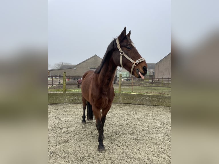 Andere Rassen Mix Ruin 20 Jaar 162 cm Bruin in Elshout