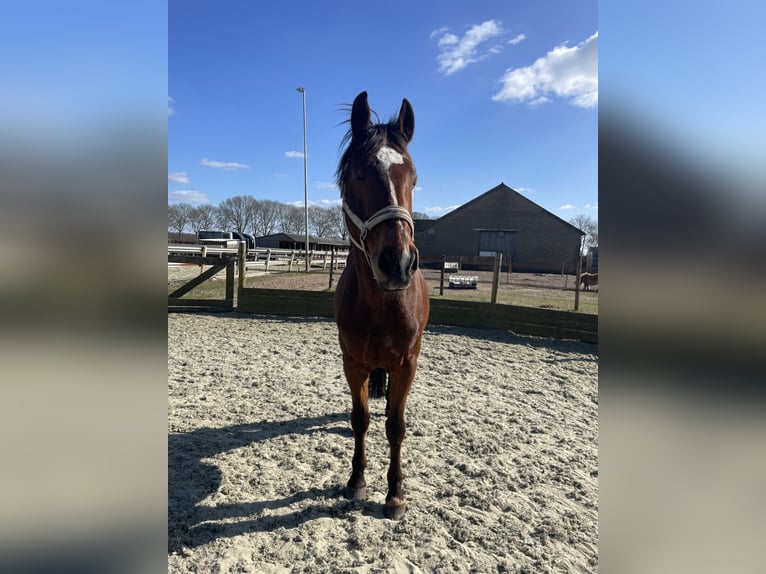 Andere Rassen Mix Ruin 20 Jaar 162 cm Bruin in Elshout