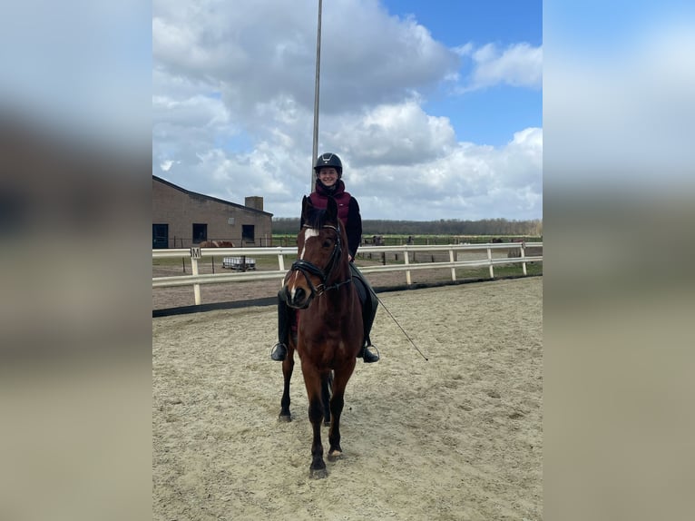 Andere Rassen Mix Ruin 20 Jaar 162 cm Bruin in Elshout