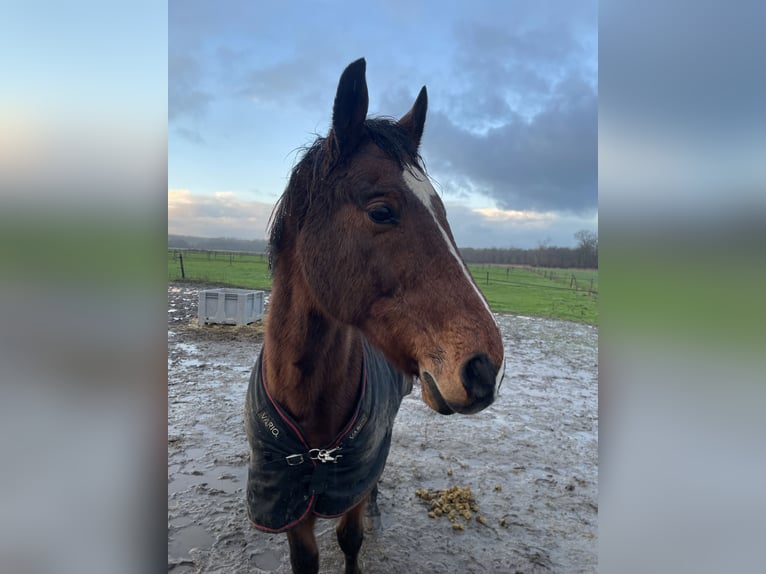 Andere Rassen Mix Ruin 20 Jaar 162 cm Bruin in Elshout