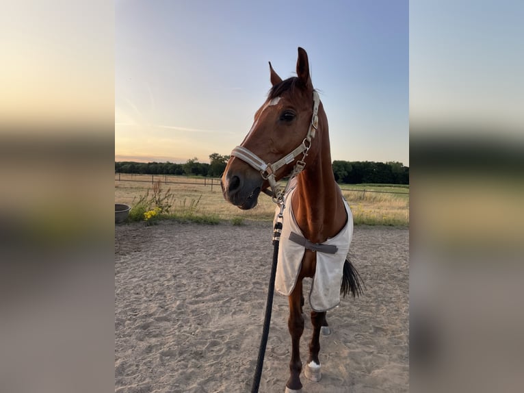Andere Rassen Mix Ruin 20 Jaar 162 cm Bruin in Elshout