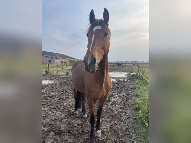 Andere Rassen Mix Ruin 20 Jaar 162 cm Bruin in Elshout