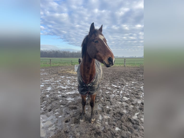 Andere Rassen Mix Ruin 20 Jaar 162 cm Bruin in Elshout