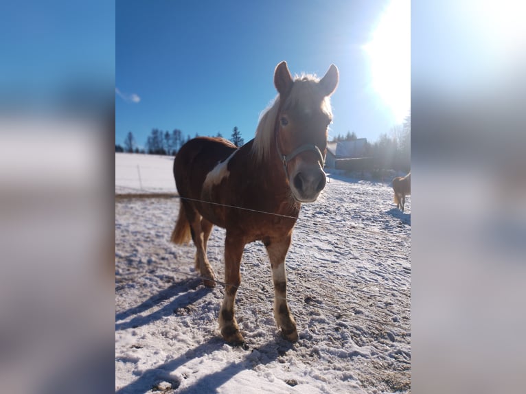 Andere Rassen Ruin 20 Jaar 165 cm Gevlekt-paard in Presseck