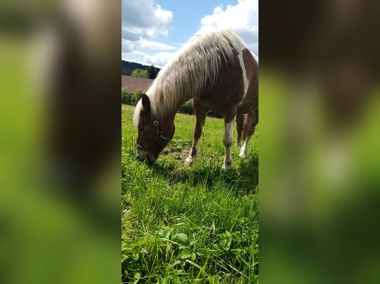 Andere Rassen Ruin 20 Jaar 165 cm Gevlekt-paard in Presseck