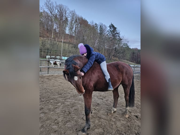 Andere Rassen Mix Ruin 21 Jaar 152 cm Bruin in Minihof-Liebau