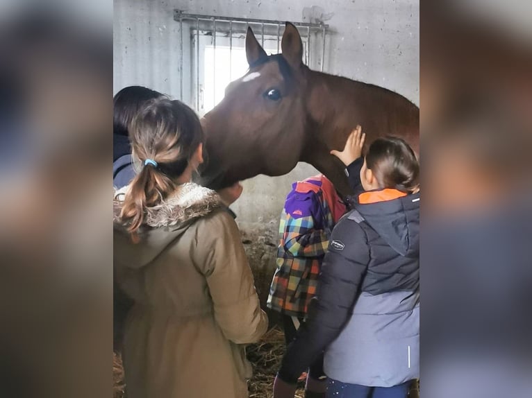 Andere Rassen Mix Ruin 21 Jaar 152 cm Bruin in Minihof-Liebau