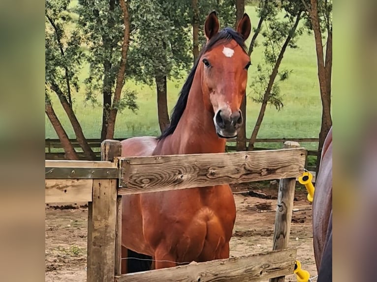 Andere Rassen Mix Ruin 21 Jaar 152 cm Bruin in Minihof-Liebau