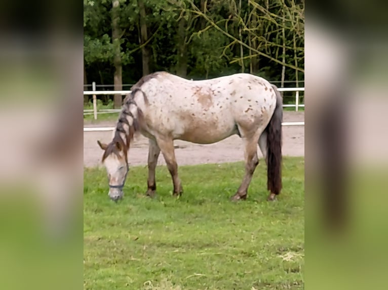 Andere Rassen Ruin 21 Jaar 154 cm Appaloosa in Ratingen