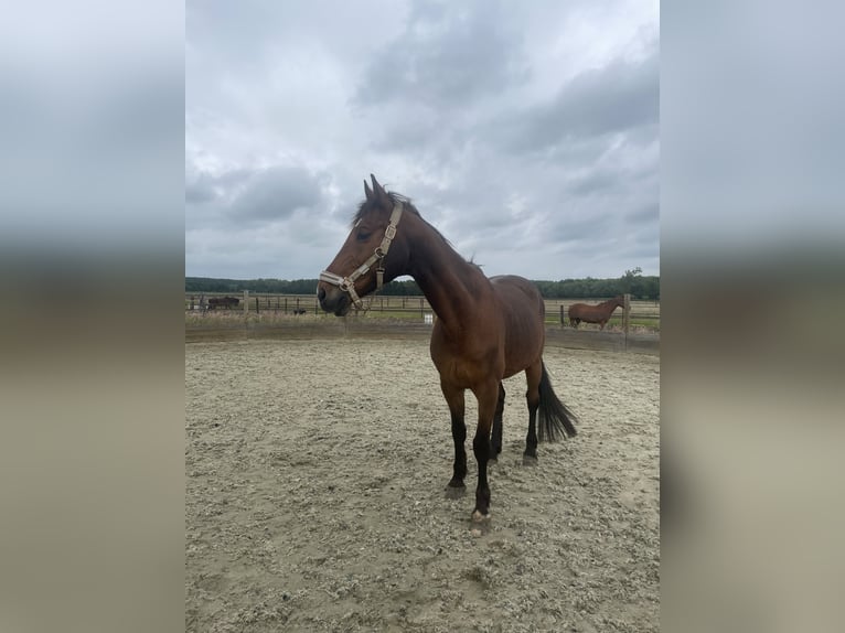 Andere Rassen Mix Ruin 21 Jaar 162 cm Bruin in Elshout