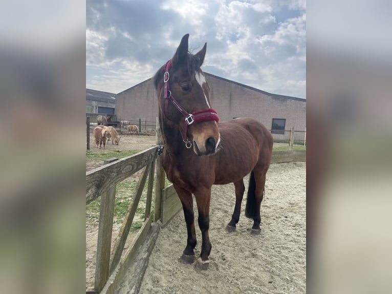 Andere Rassen Mix Ruin 21 Jaar 162 cm Bruin in Elshout