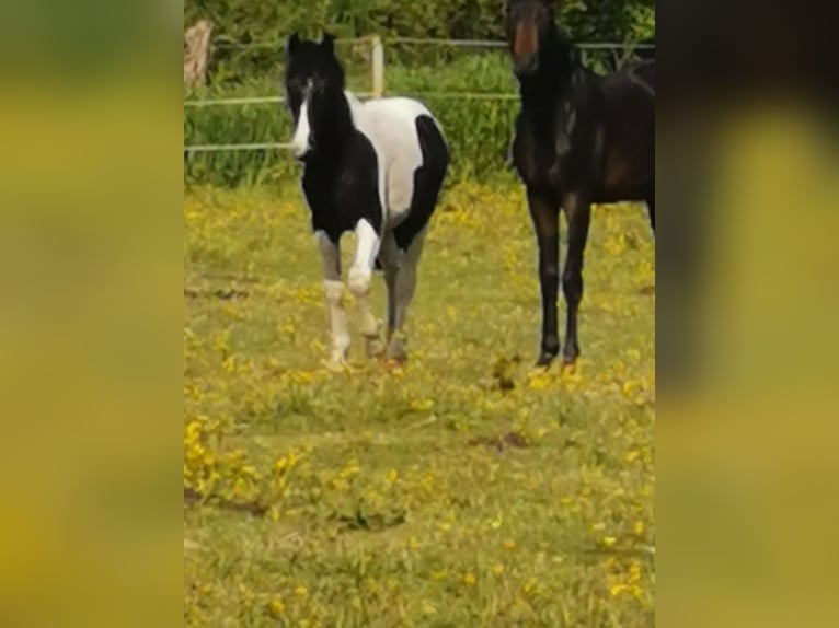 Andere Rassen Mix Ruin 2 Jaar 150 cm Gevlekt-paard in Fahrenkrug