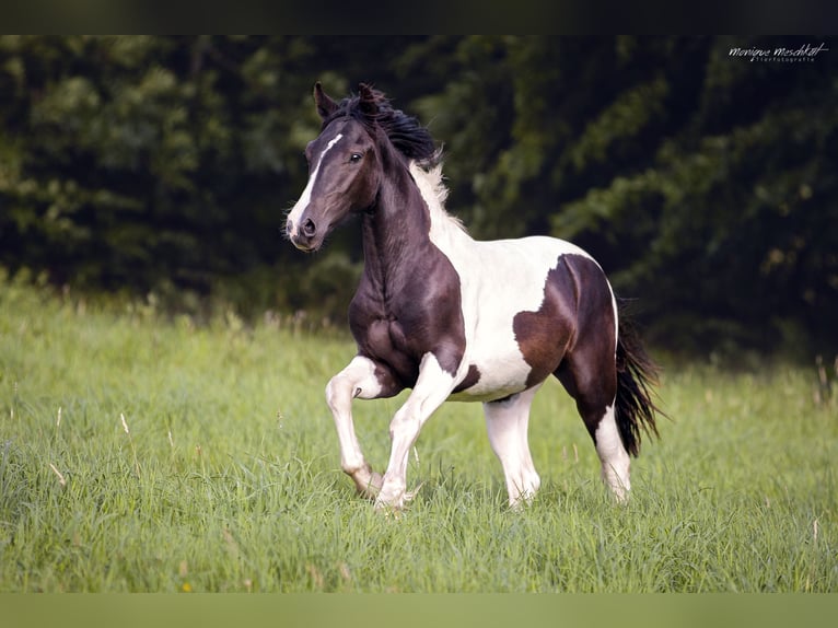 Andere Rassen Mix Ruin 2 Jaar 150 cm Gevlekt-paard in Fahrenkrug