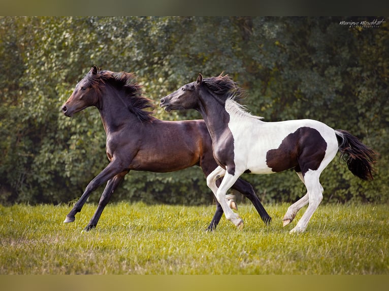 Andere Rassen Mix Ruin 2 Jaar 150 cm Gevlekt-paard in Fahrenkrug