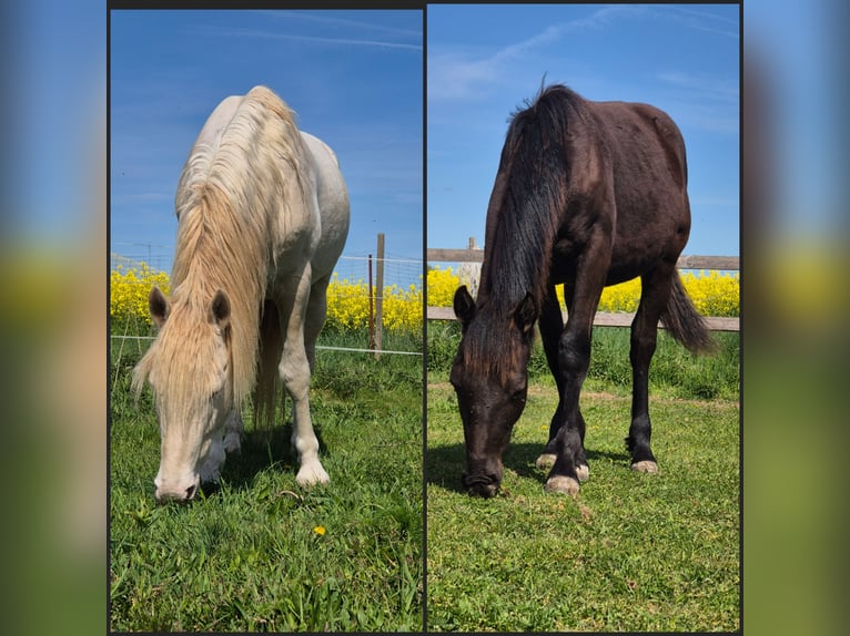 Andere Rassen Mix Ruin 2 Jaar 150 cm Zwart in Toddin