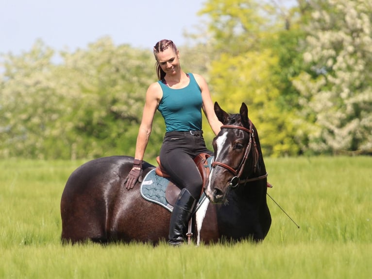 Andere Rassen Ruin 2 Jaar 160 cm Gevlekt-paard in Pér