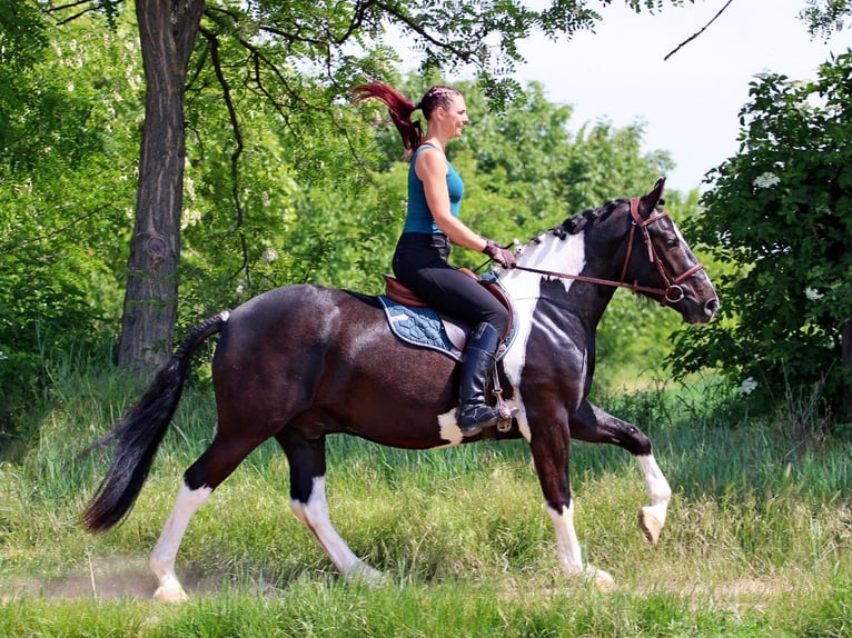 Andere Rassen Ruin 2 Jaar 160 cm Gevlekt-paard in Pér