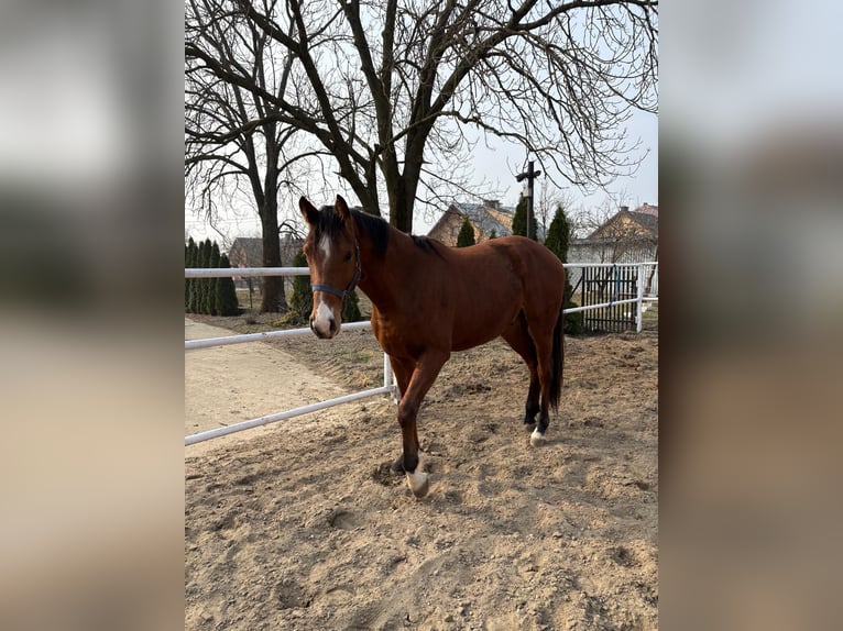 Andere Rassen Ruin 2 Jaar Bruin in Goworki