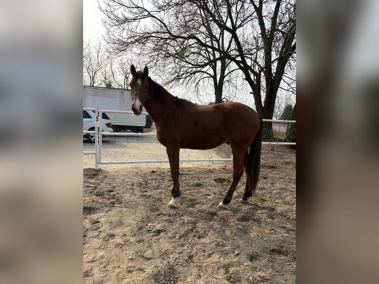 Andere Rassen Ruin 2 Jaar Bruin in Goworki
