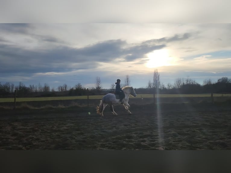 Andere Rassen Mix Ruin 2 Jaar Gevlekt-paard in Győrzámoly