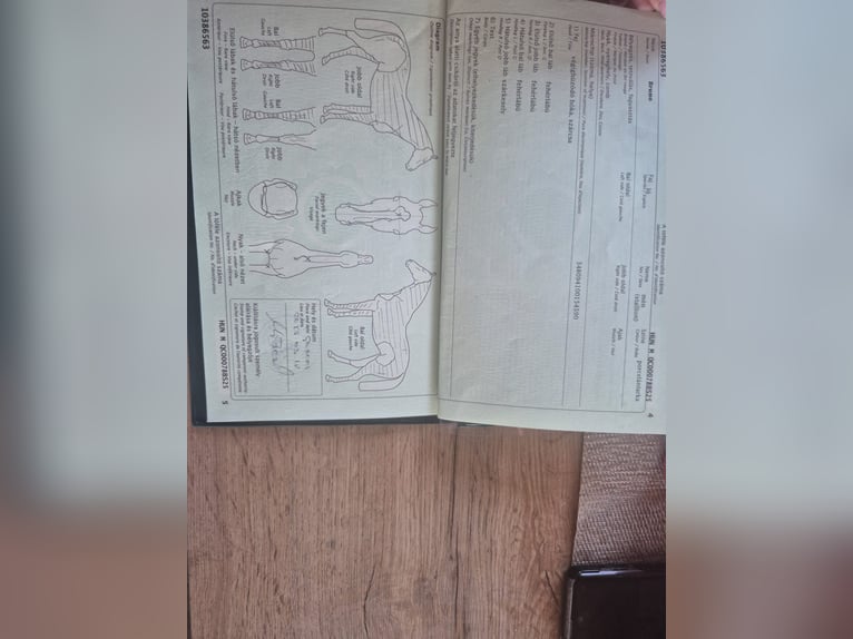 Andere Rassen Mix Ruin 2 Jaar Gevlekt-paard in Győrzámoly