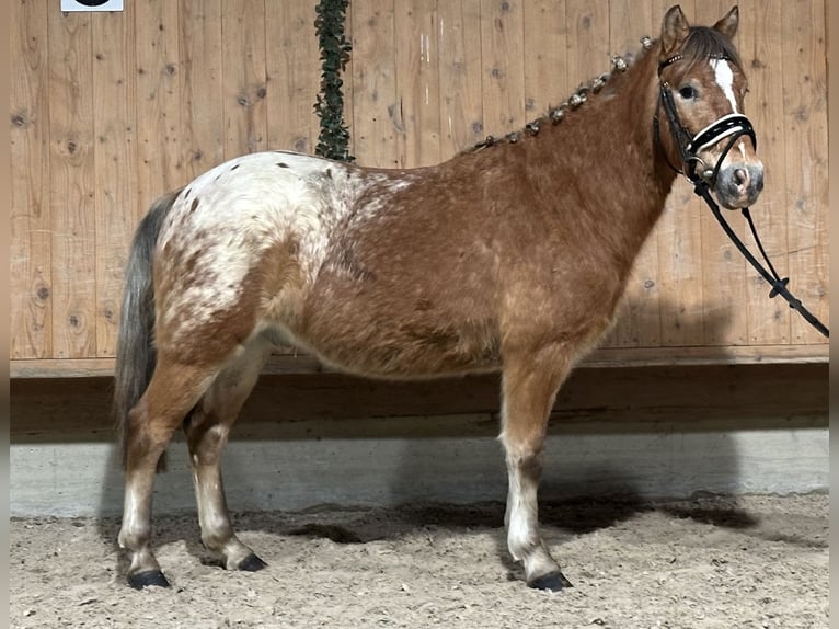 Andere Rassen Mix Ruin 3 Jaar 132 cm Gevlekt-paard in Riedlingen