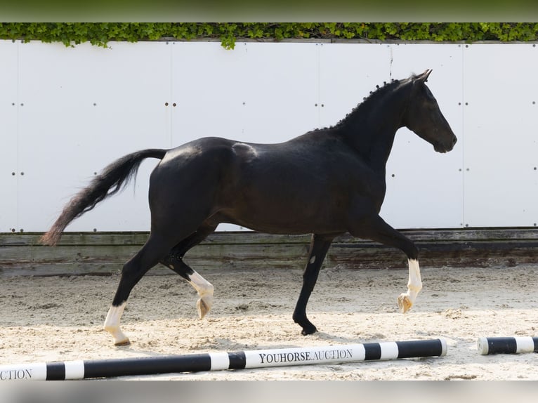 Andere Rassen Ruin 3 Jaar 136 cm Zwartbruin in Waddinxveen