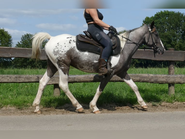 Andere Rassen Ruin 3 Jaar 141 cm Gevlekt-paard in Lathen