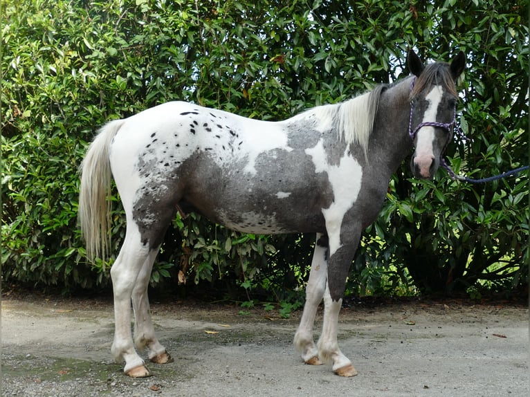 Andere Rassen Ruin 3 Jaar 141 cm Gevlekt-paard in Lathen