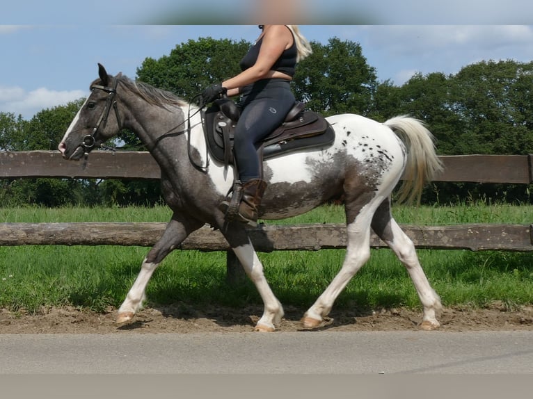 Andere Rassen Ruin 3 Jaar 141 cm Gevlekt-paard in Lathen