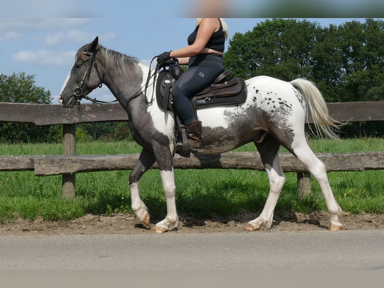 Andere Rassen Ruin 3 Jaar 141 cm Gevlekt-paard in Lathen