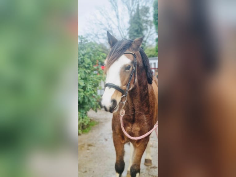 Andere Rassen Ruin 3 Jaar 145 cm Donkerbruin in Grevenbroich