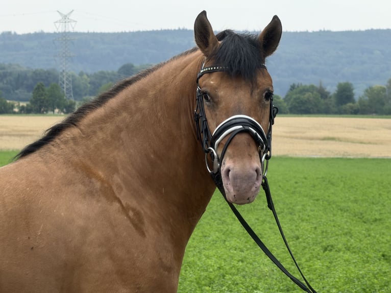 Andere Rassen Mix Ruin 3 Jaar 147 cm Falbe in Riedlingen