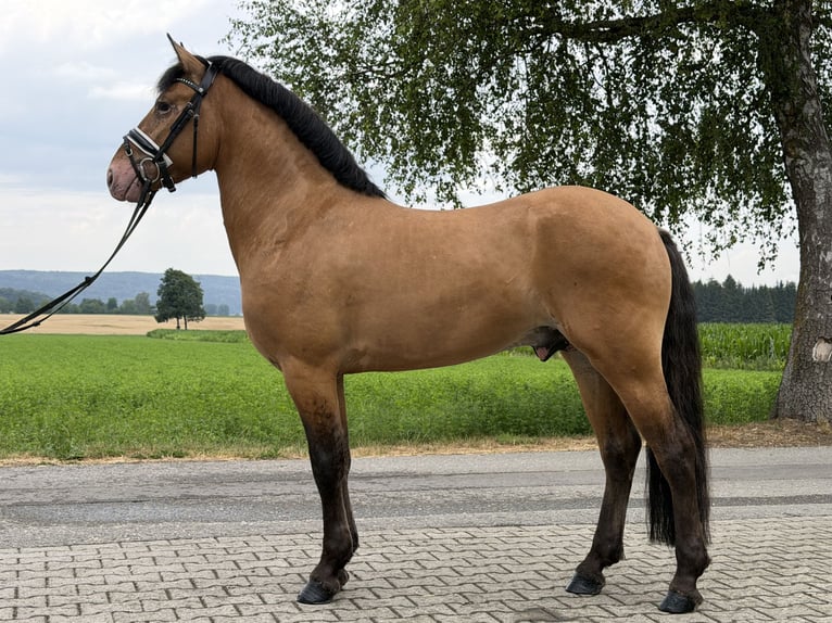 Andere Rassen Mix Ruin 3 Jaar 147 cm Falbe in Riedlingen
