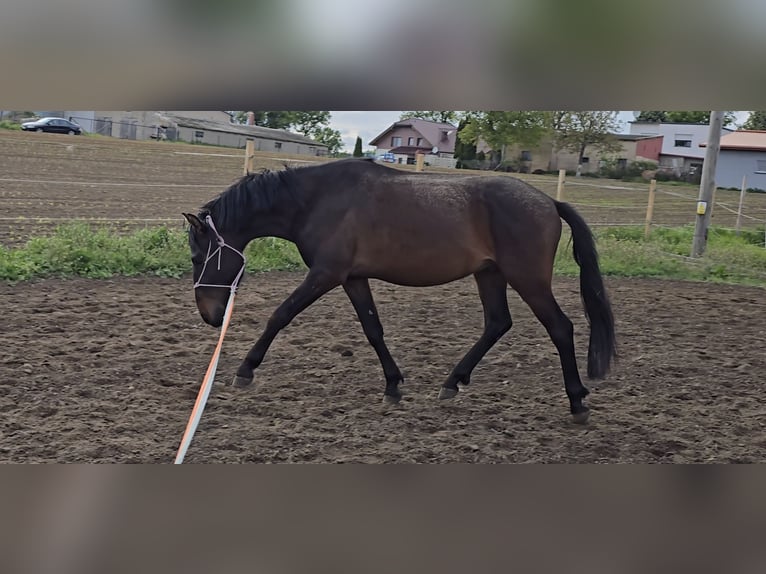 Andere Rassen Mix Ruin 3 Jaar 147 cm Zwartbruin in Orzechowo
