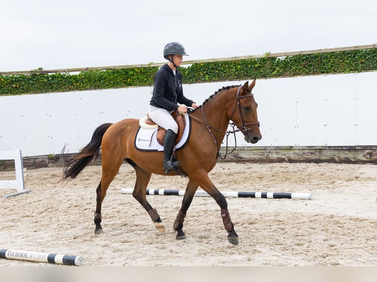 Andere Rassen Ruin 3 Jaar 150 cm Bruin in Waddinxveen