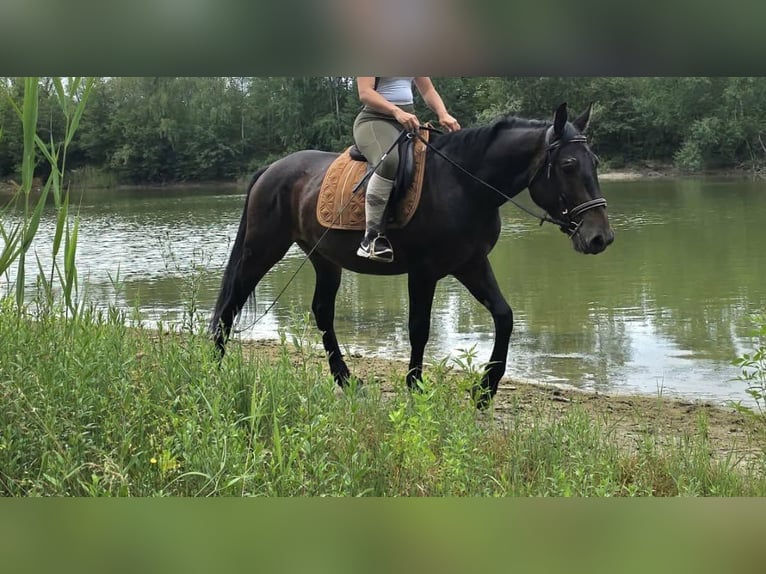 Andere Rassen Ruin 3 Jaar 151 cm Donkerbruin in Linkenbach