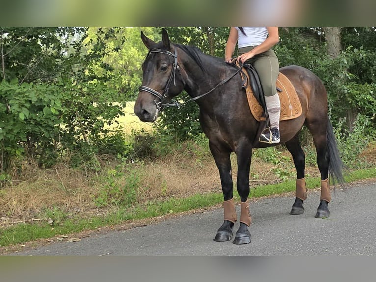 Andere Rassen Ruin 3 Jaar 151 cm Donkerbruin in Linkenbach