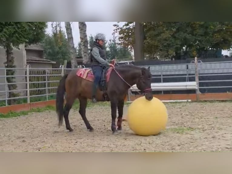 Andere Rassen Ruin 3 Jaar 151 cm Donkerbruin in Linkenbach