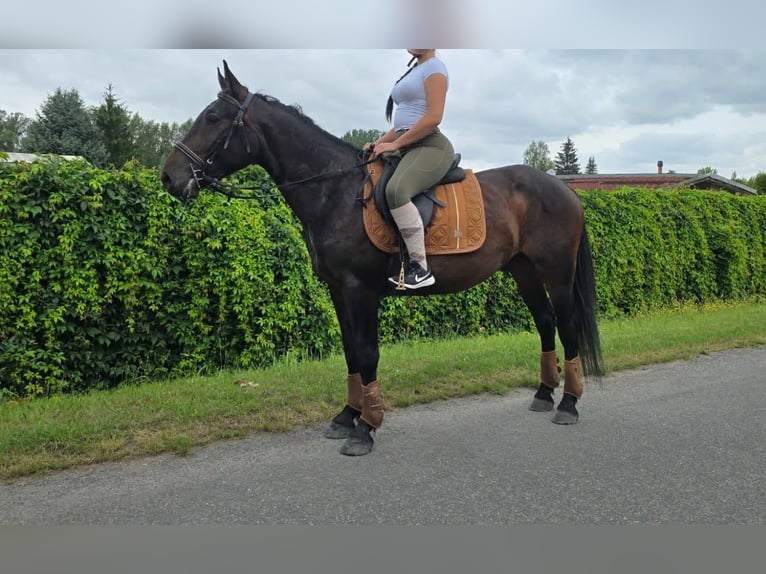 Andere Rassen Ruin 3 Jaar 151 cm Donkerbruin in Linkenbach
