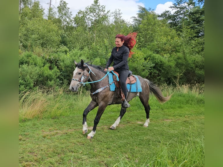 Andere Rassen Ruin 3 Jaar 153 cm Zwartschimmel in Linkenbach