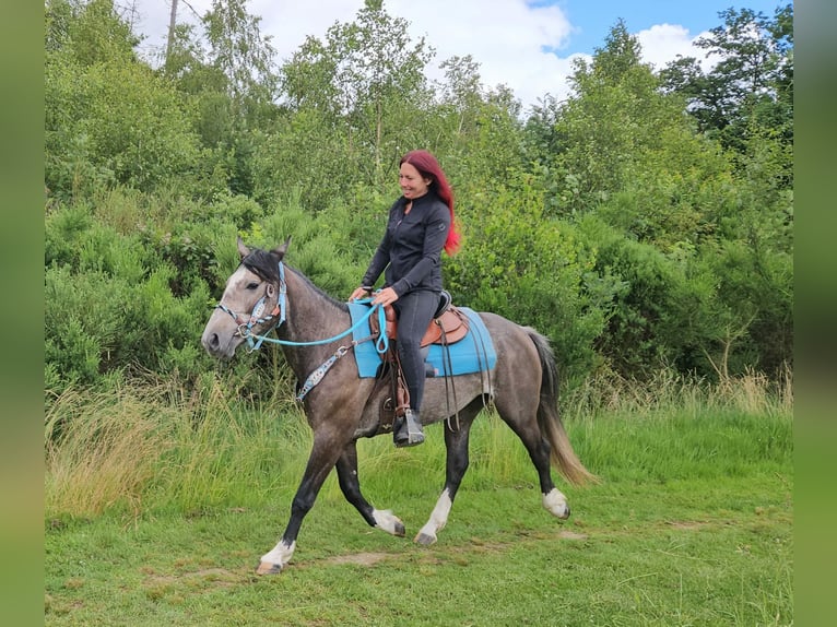 Andere Rassen Ruin 3 Jaar 153 cm Zwartschimmel in Linkenbach