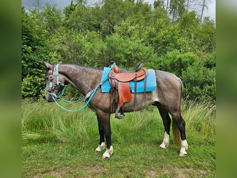 Andere Rassen Ruin 3 Jaar 153 cm Zwartschimmel in Linkenbach