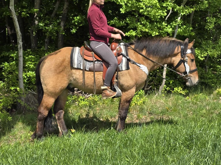 Andere Rassen Ruin 3 Jaar 154 cm Falbe in Linkenbach