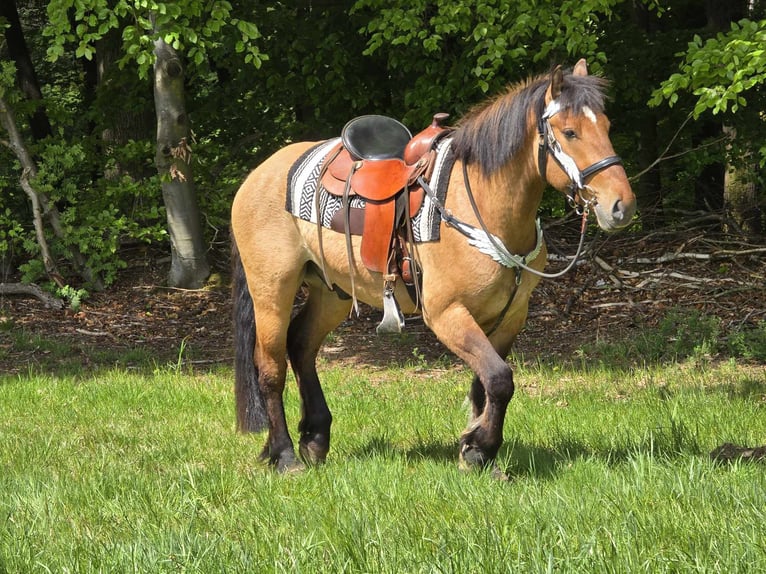 Andere Rassen Ruin 3 Jaar 154 cm Falbe in Linkenbach