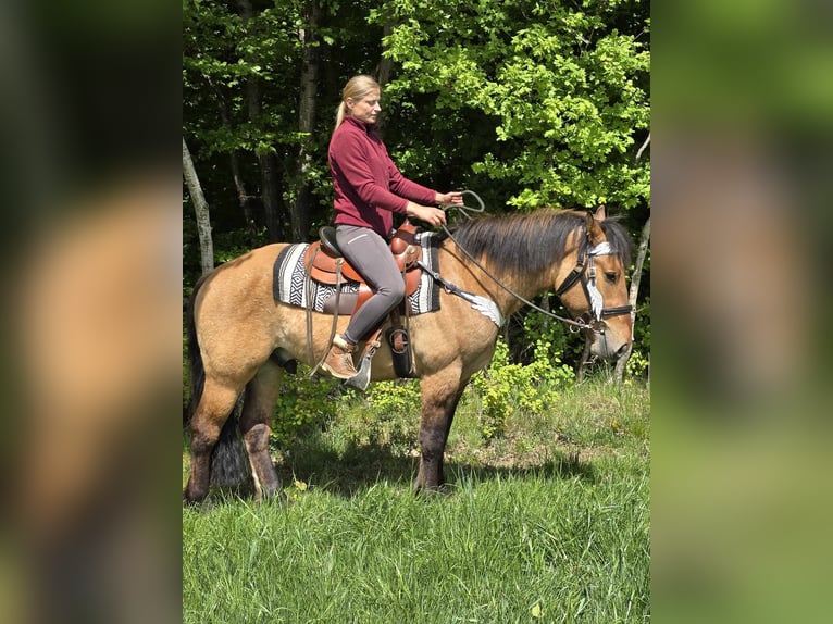 Andere Rassen Ruin 3 Jaar 154 cm Falbe in Linkenbach