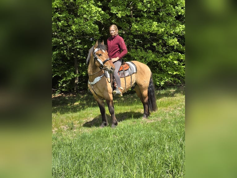 Andere Rassen Ruin 3 Jaar 154 cm Falbe in Linkenbach