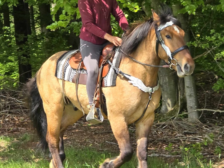 Andere Rassen Ruin 3 Jaar 154 cm Falbe in Linkenbach