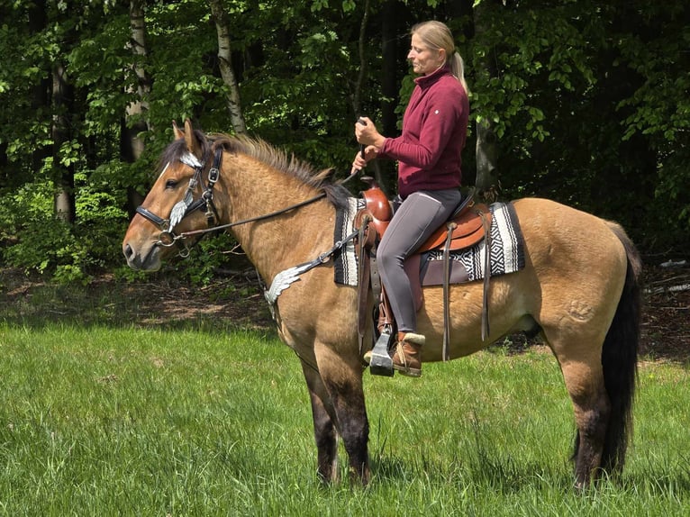 Andere Rassen Ruin 3 Jaar 154 cm Falbe in Linkenbach