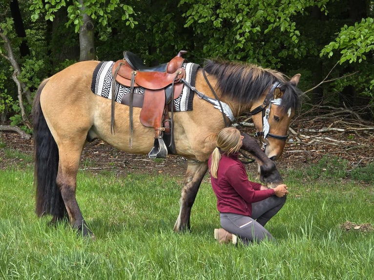 Andere Rassen Ruin 3 Jaar 154 cm Falbe in Linkenbach